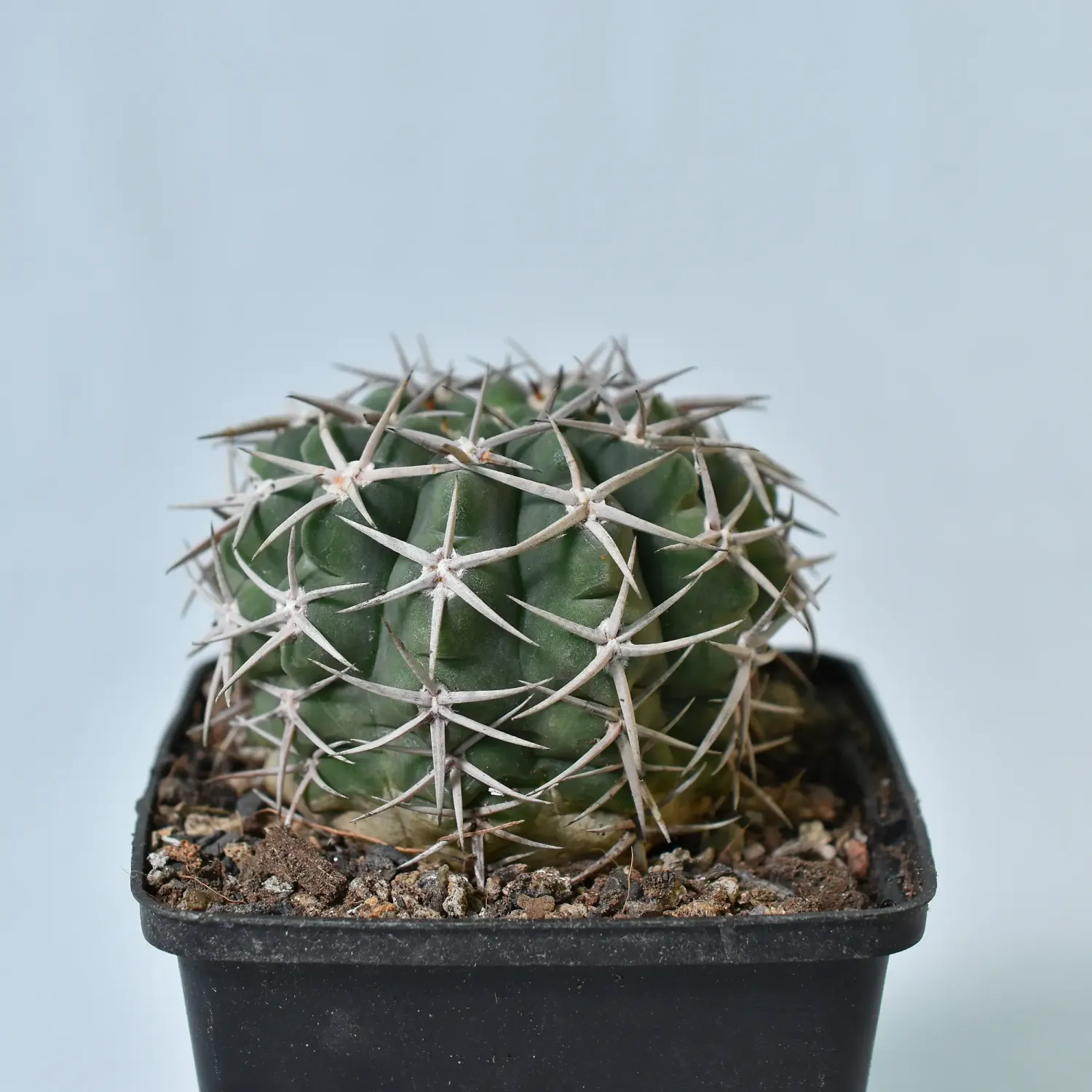 Order Gymnocalycium Hybopleurum Var. Ferocius Cactus