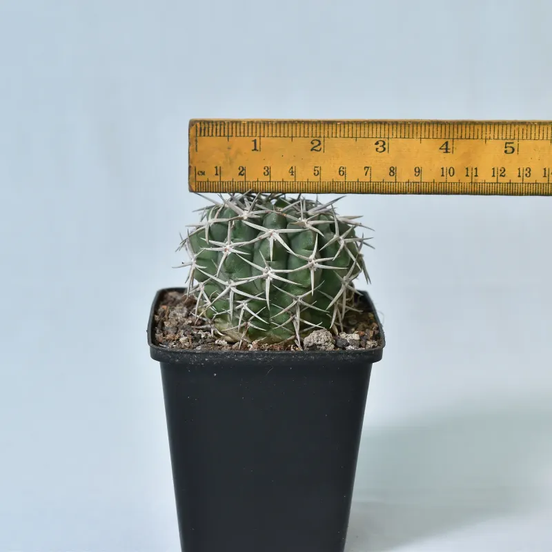 Gymnocalycium hybopleurum Var. Ferocius