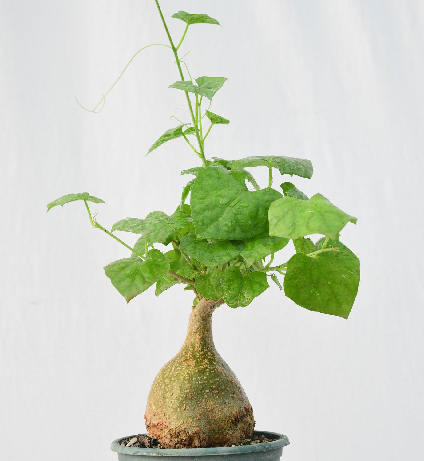 Gerrardanthus macrorrhizus