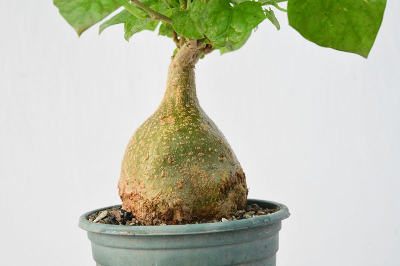 Gerrardanthus macrorrhizus