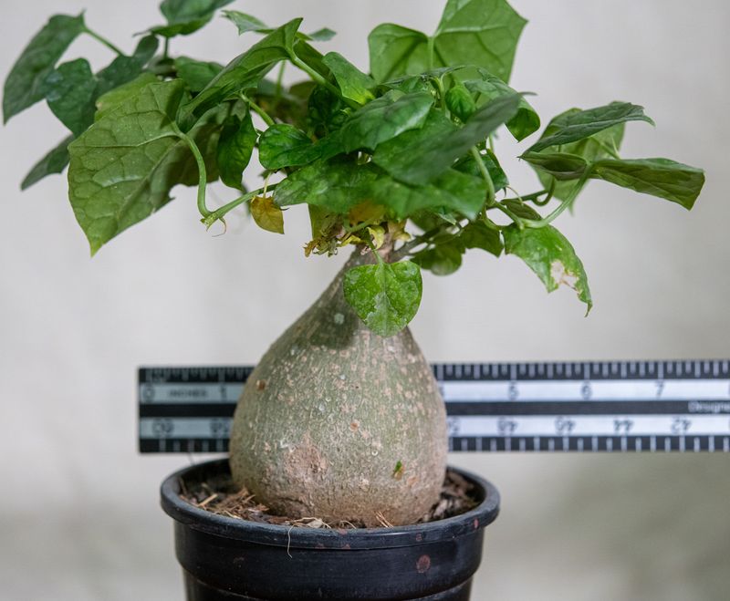Gerrardanthus macrorrhizus with ruler for size reference