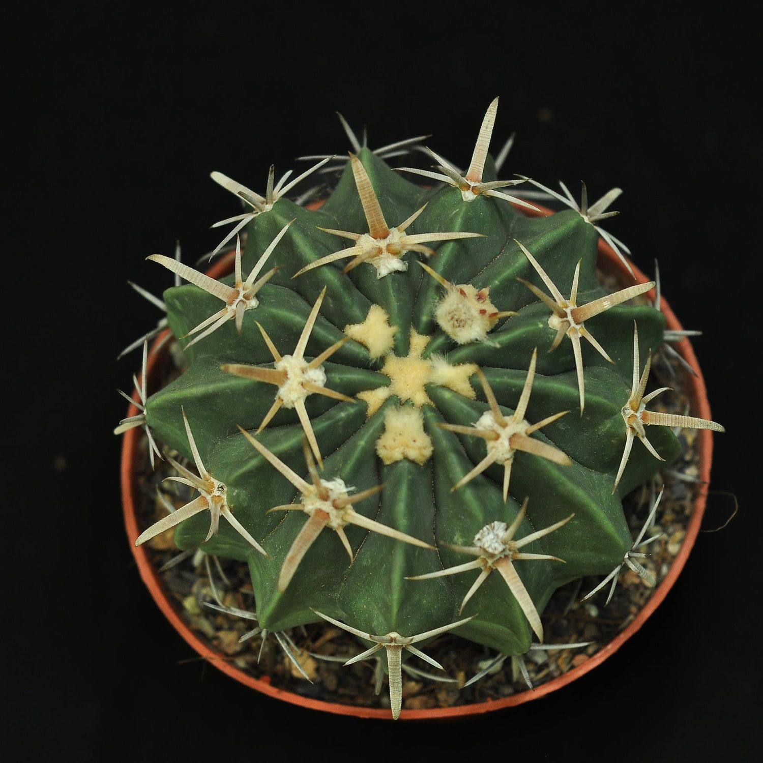 Ferocactus texensis