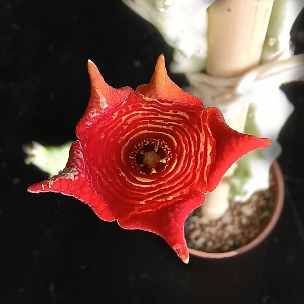 Caralluma socotrana in bloom with bright red star-shaped flower