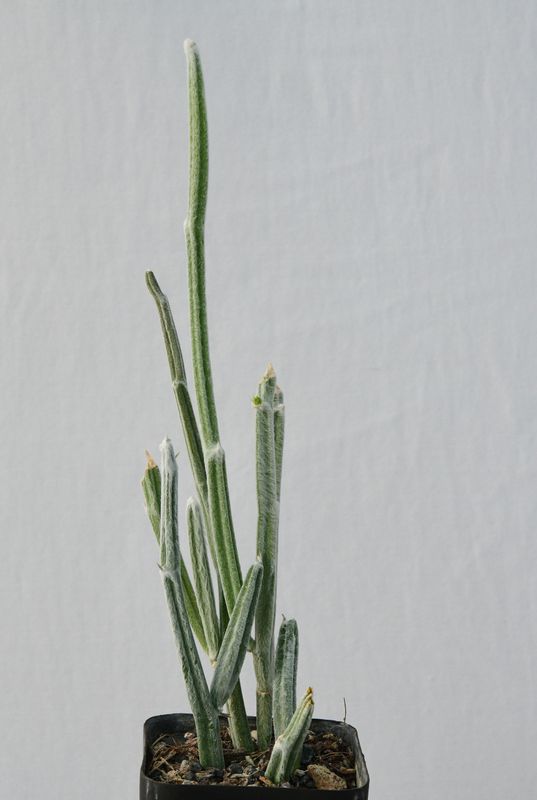 Seyrigia humbertii Seyrigia humbertii