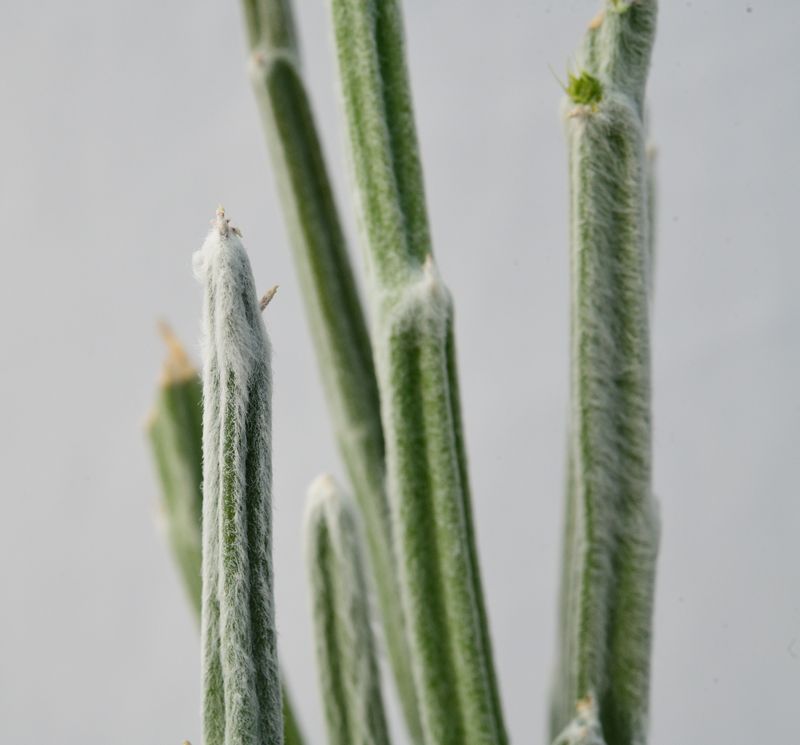 Seyrigia humbertii