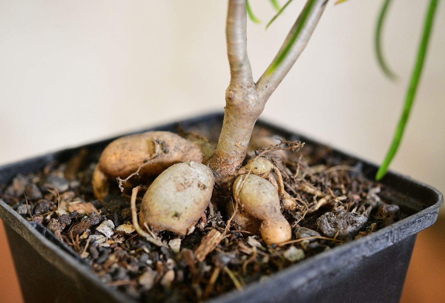 Euphorbia hedyotoides Euphorbia hedyotoides close-up of tubers and stem base