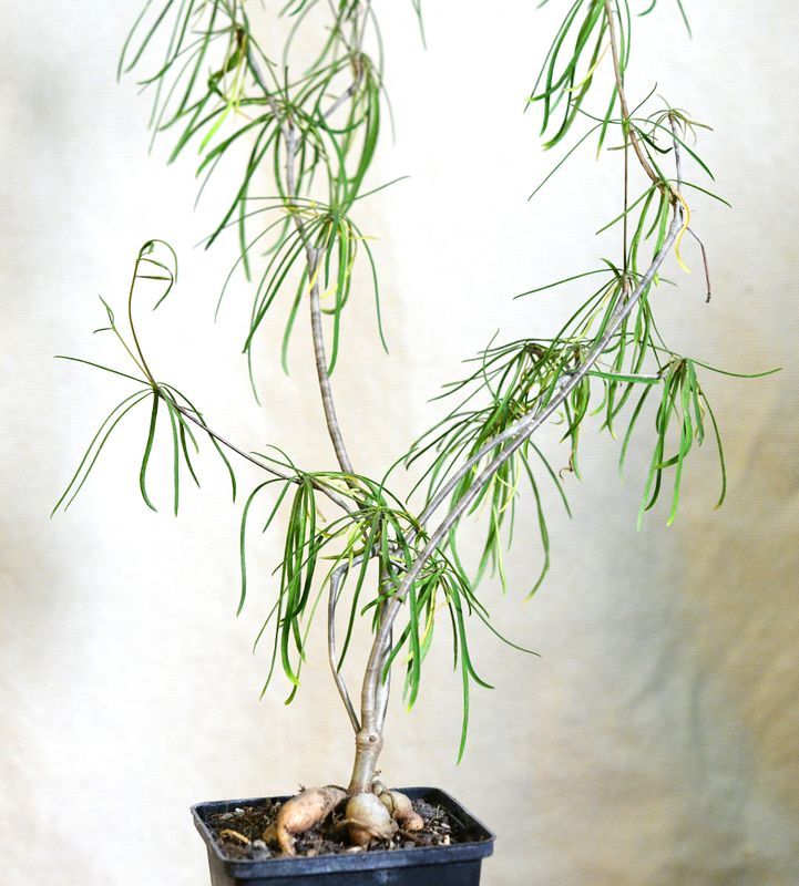 Euphorbia hedyotoides full plant overview