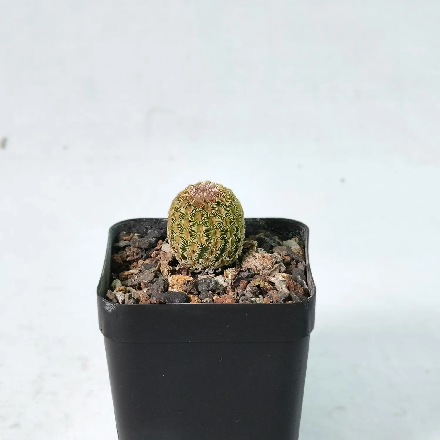 Echinocereus rigidissimus var. rubrispinus Rainbow cactus