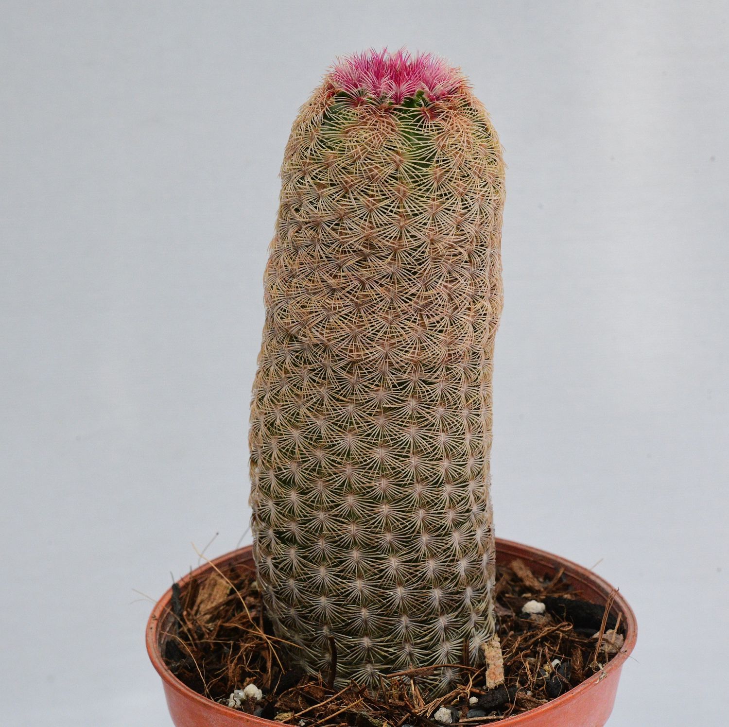 Echinocereus rigidissimus var. rubrispinus Rainbow cactus Echinocereus rigidissimus var. rubrispinus Rainbow cactus