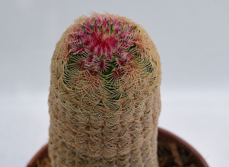 Echinocereus rigidissimus var. rubrispinus Rainbow cactus