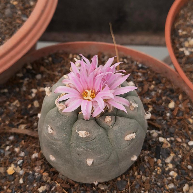Lophophora Diffusa Var. Koehresii