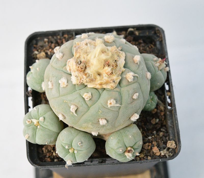 Lophophora diffusa Var. Koehresii