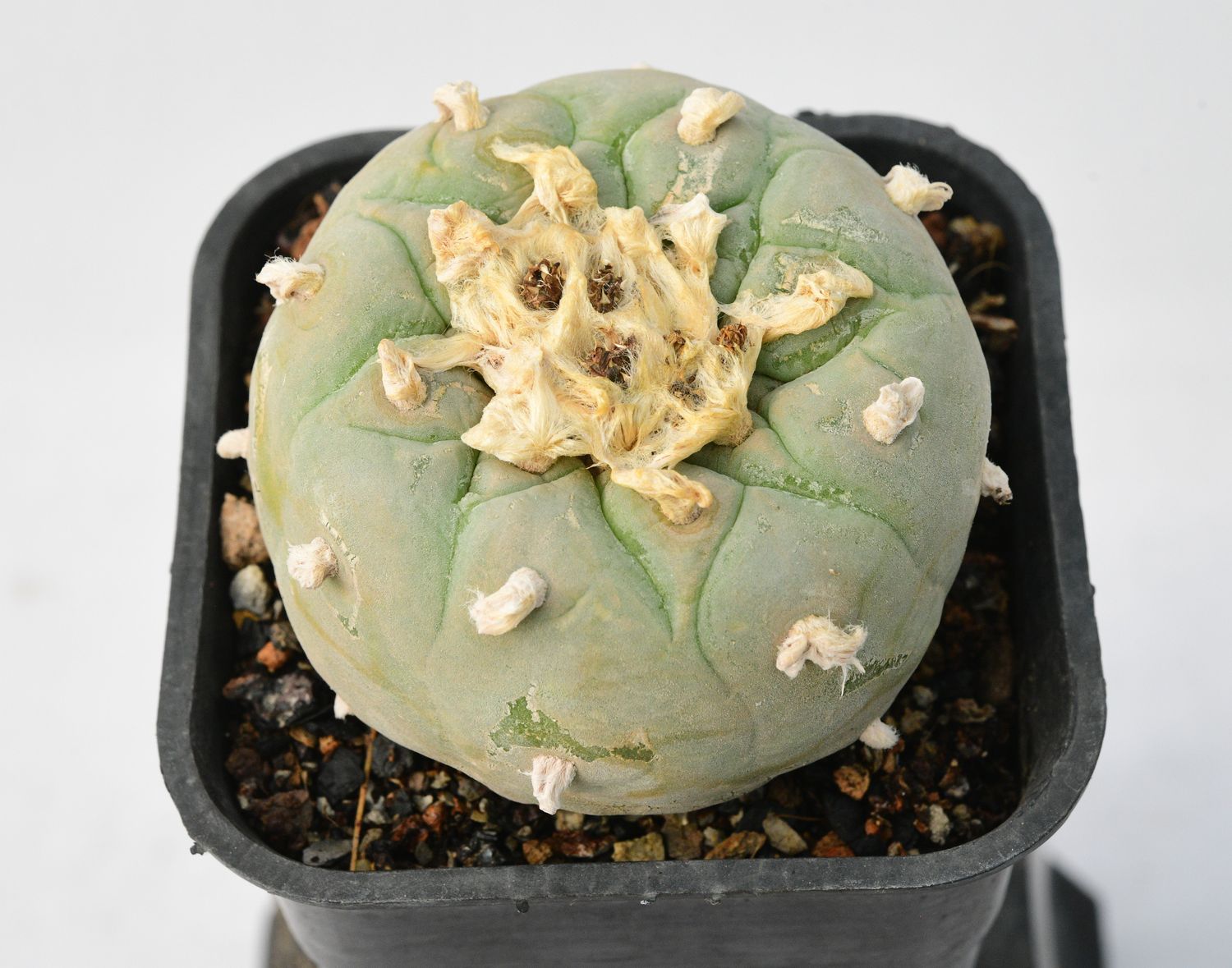 Lophophora diffusa Var. Koehresii Lophophora diffusa Var. Koehresii