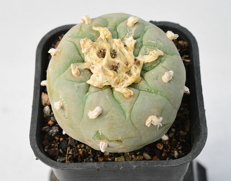 Lophophora diffusa Var. Koehresii Lophophora diffusa Var. Koehresii