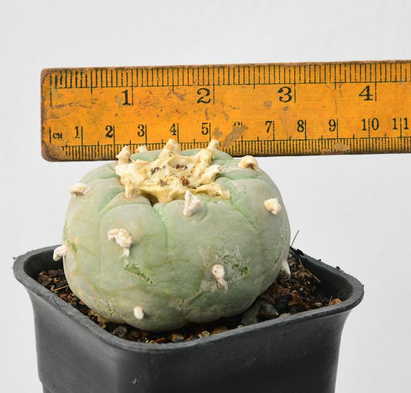 Lophophora diffusa Var. Koehresii with ruler for size reference
