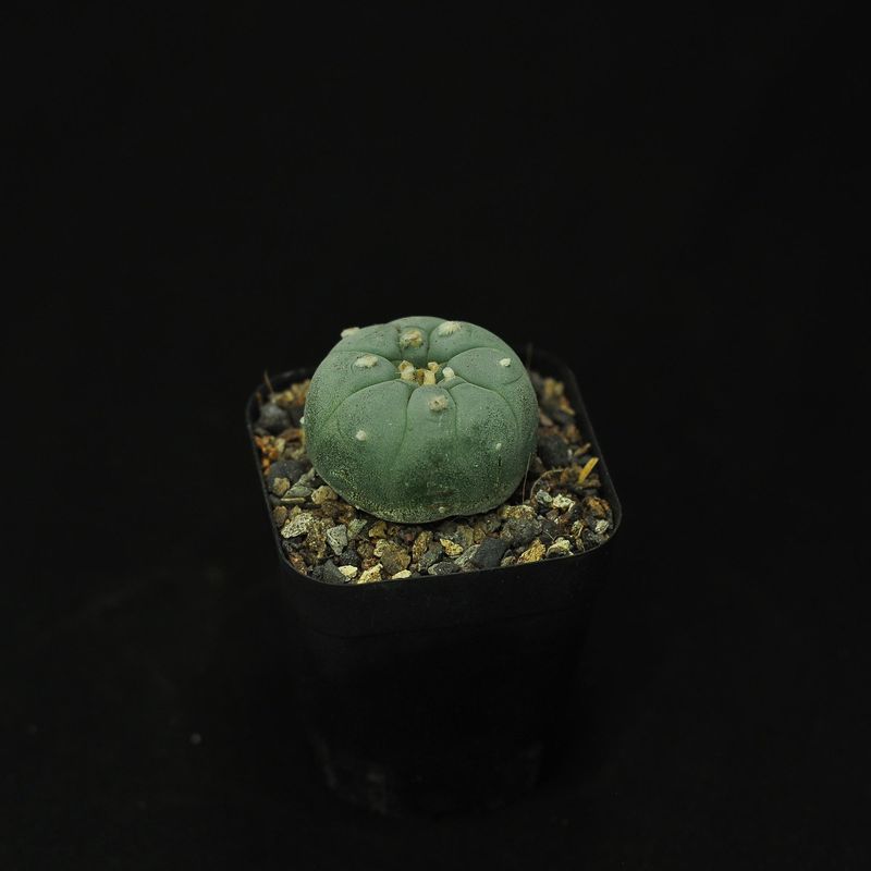 Lophophora Williamsii Var. Fricii