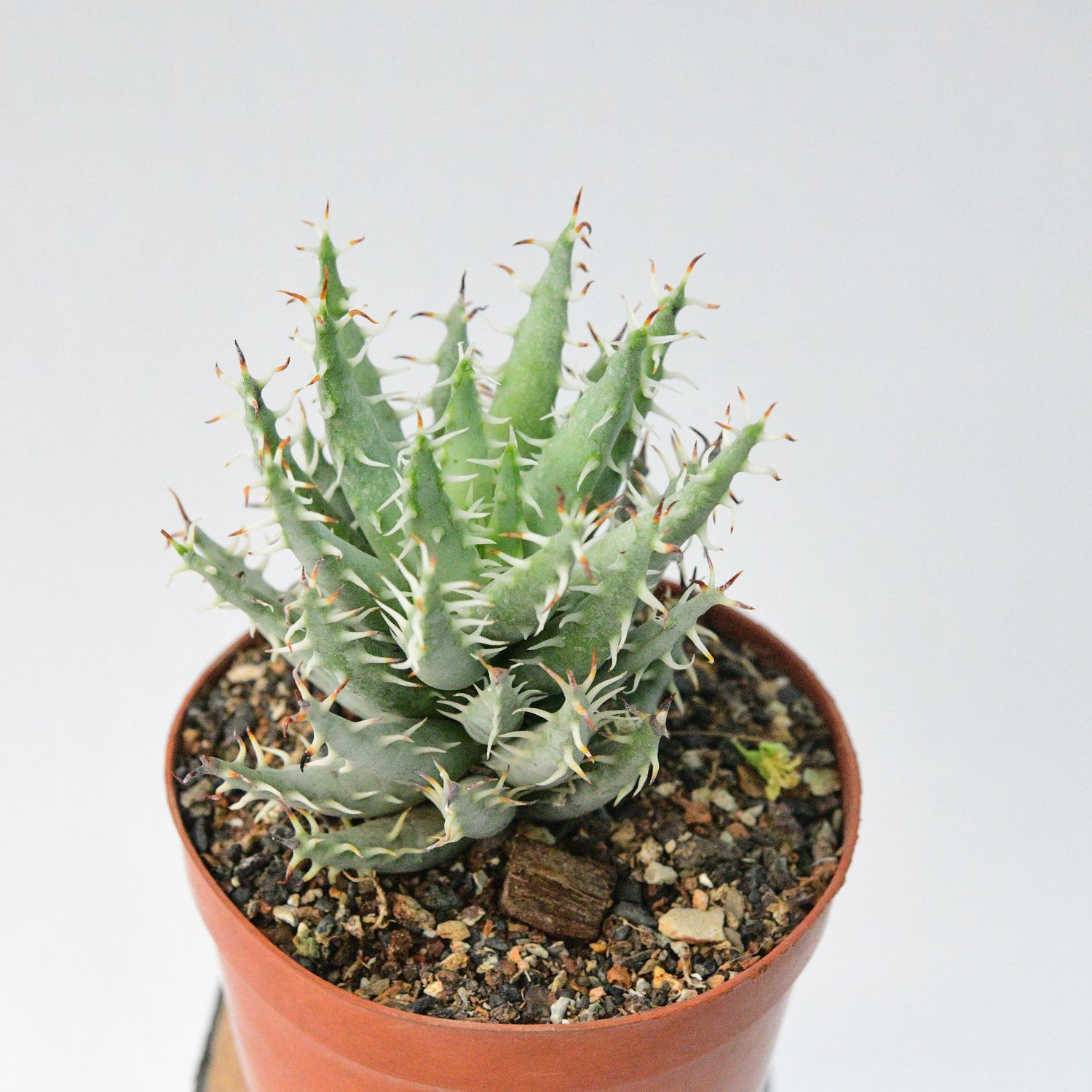 Aloe melanacantha var. erinacea