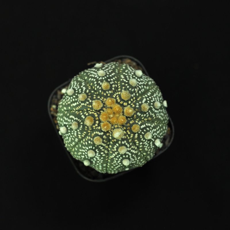 Astrophytum asterias OOIBO KABUTO DOTTED Top view