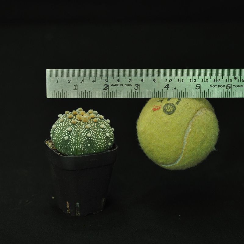 Astrophytum asterias OOIBO KABUTO DOTTED