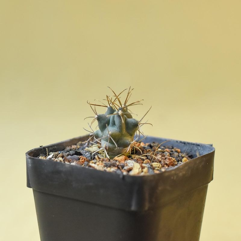 Glandulicactus uncinatus small seedling