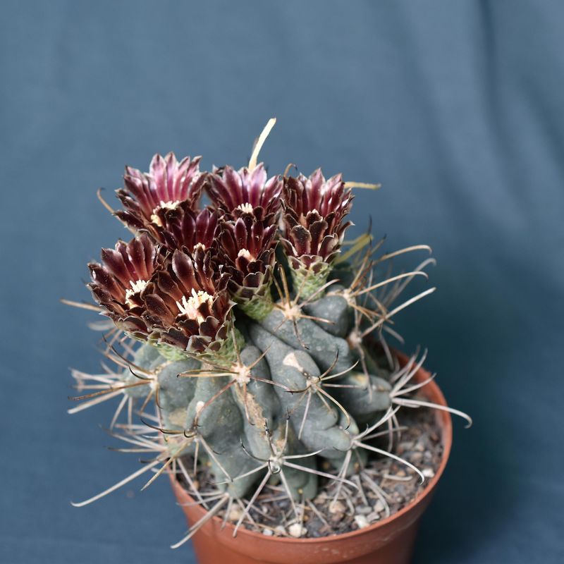 Glandulicactus uncinatus small size