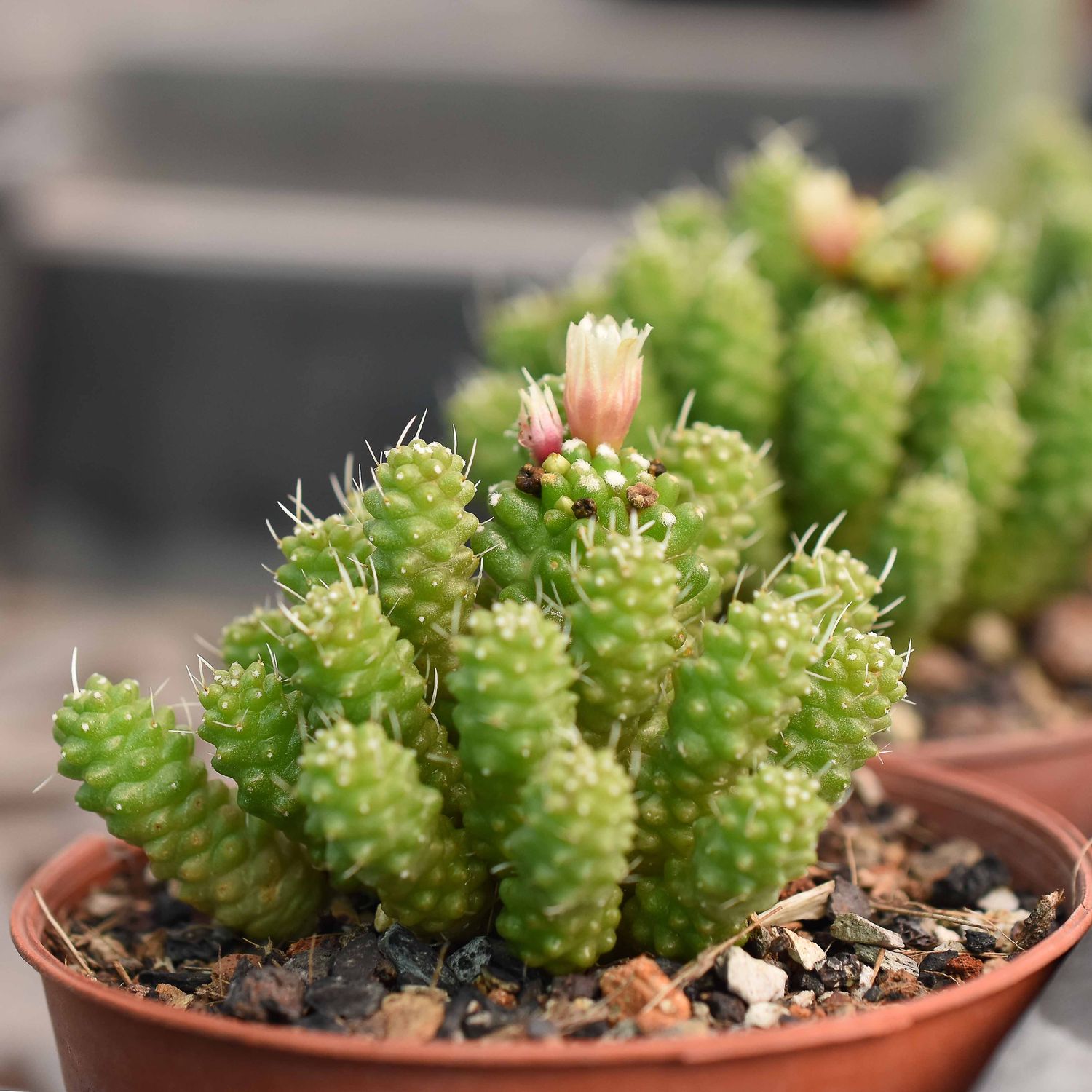 Mammillaria Gracilis Fragilis Monstrose Inermis