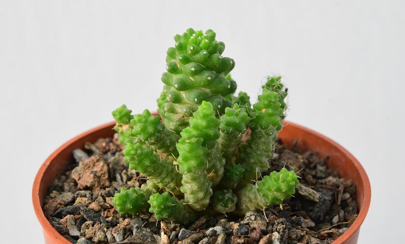 Mammillaria Gracilis Fragilis Monstrose Inermis front view, different angle