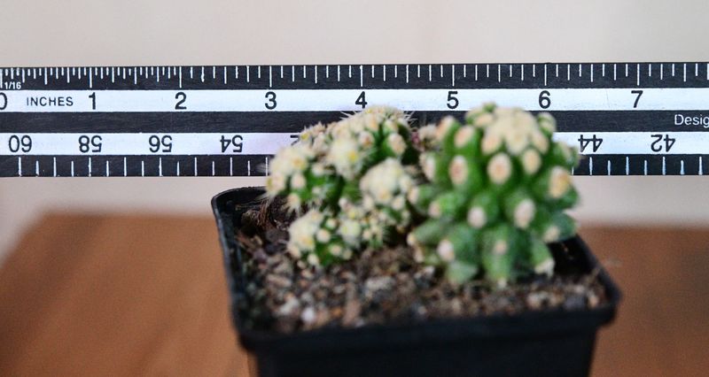 Echinocactus grusonii var. inermis Monstrose with ruler for size reference