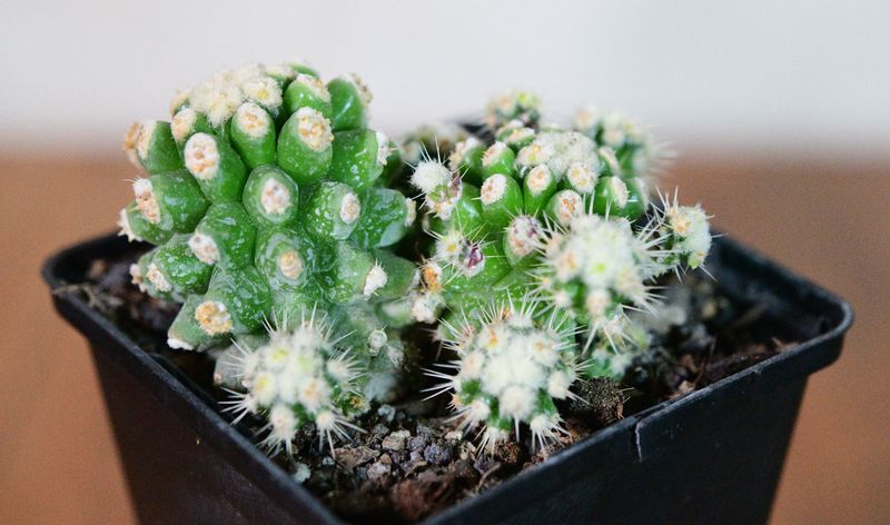 Echinocactus grusonii var. inermis Monstrose multiple specimens in cluster