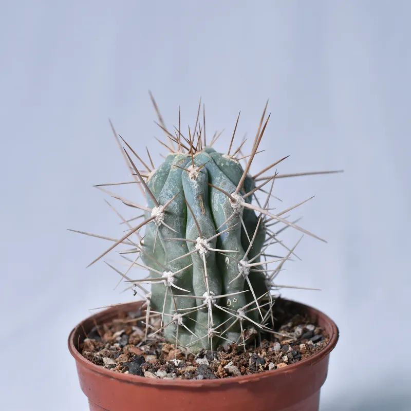 Azureocereus viridis