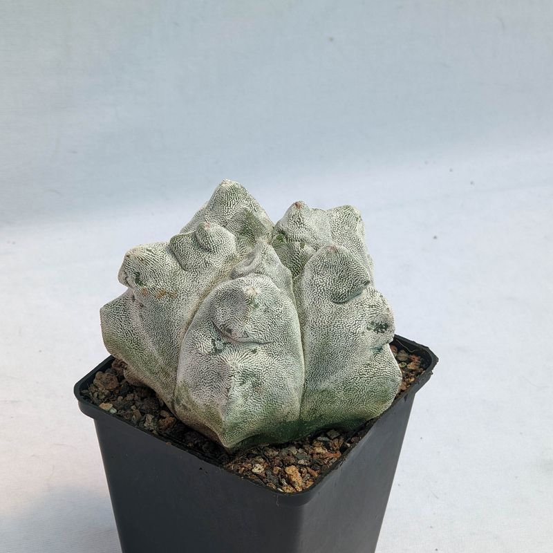 Astrophytum myriostigma cv KIKKO  X ONZUKA
