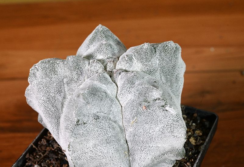 Astrophytum myriostigma cv KIKKO  X ONZUKA