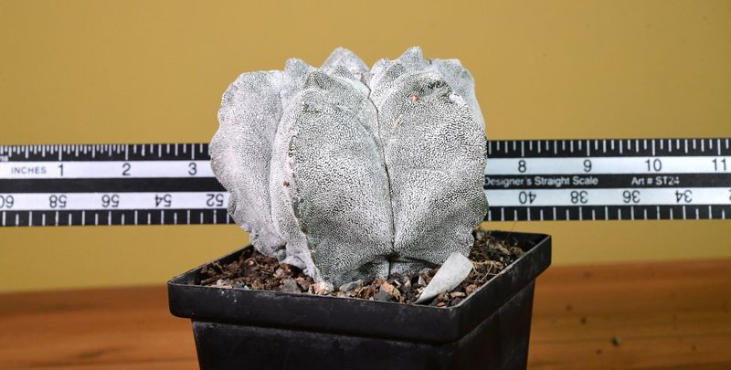 Astrophytum myriostigma cv KIKKO  X ONZUKA