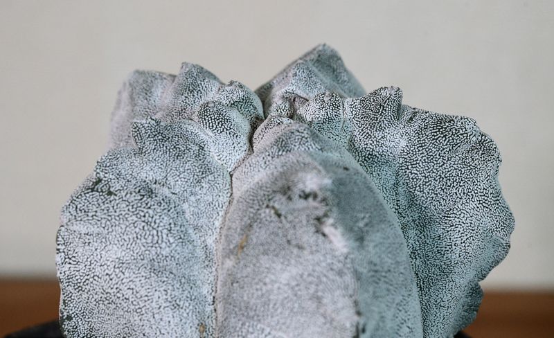 Astrophytum myriostigma cv KIKKO X ONZUKA Astrophytum myriostigma cv KIKKO X ONZUKA close-up of clustered heads
