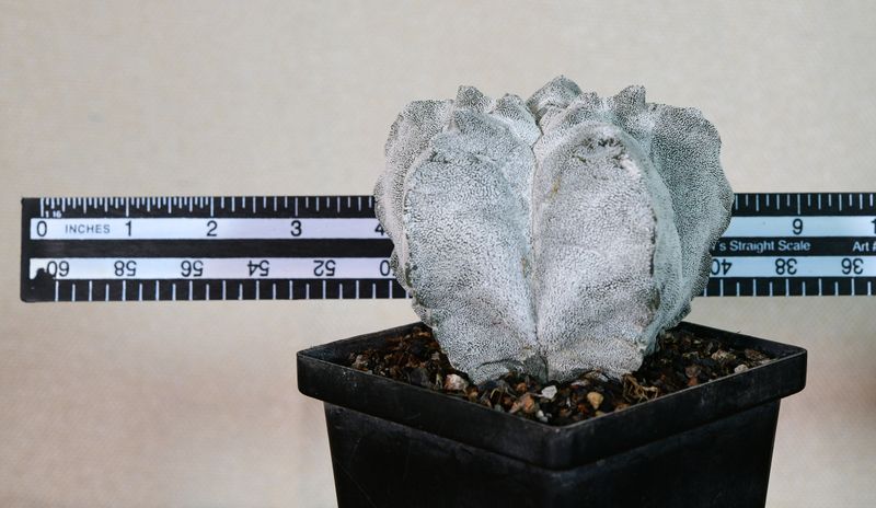 Astrophytum myriostigma cv KIKKO X ONZUKA with ruler for size reference