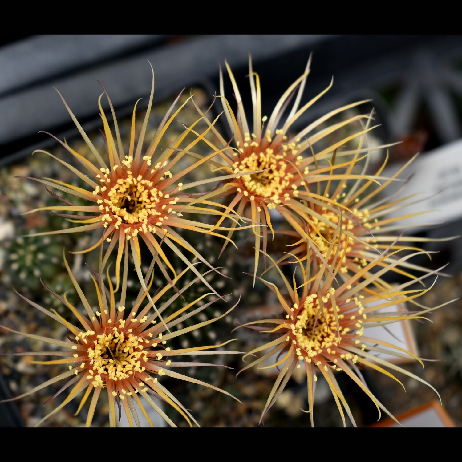 Echinopsis hybrid Fire Cracker Yellow /Orange