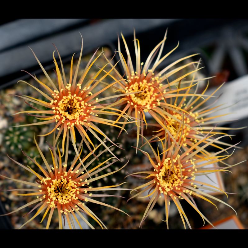 Echinopsis hybrid Fire Cracker Yellow /Orange
