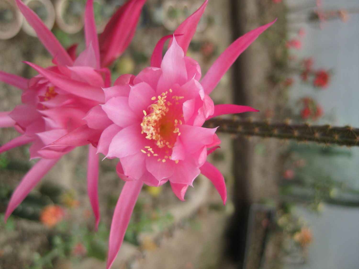 Aporocactus mallisoni