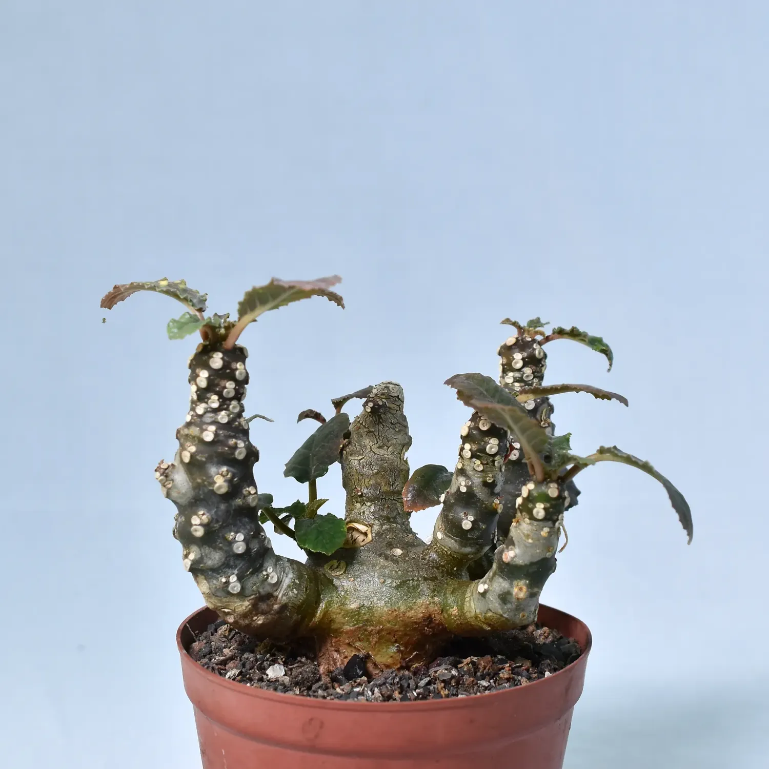Dorstenia foetida