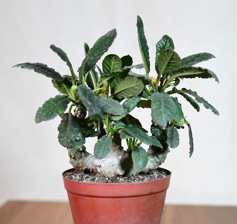 Dorstenia foetida Dorstenia foetida whole plant