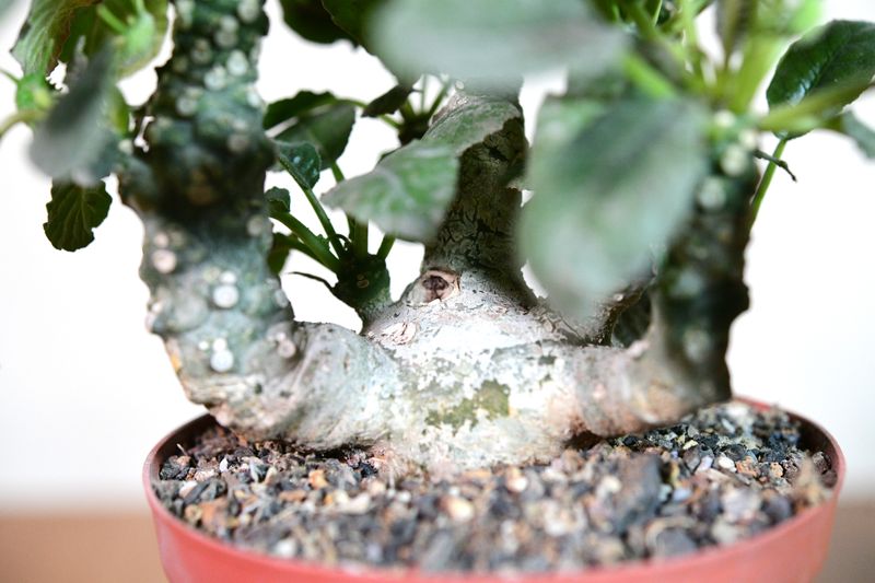Dorstenia foetida close-up of base and caudex