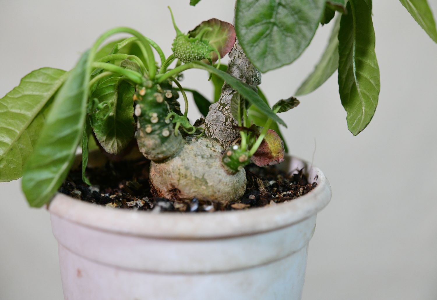 Dorstenia foetida full plant view