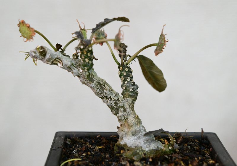 Dorstenia foetida