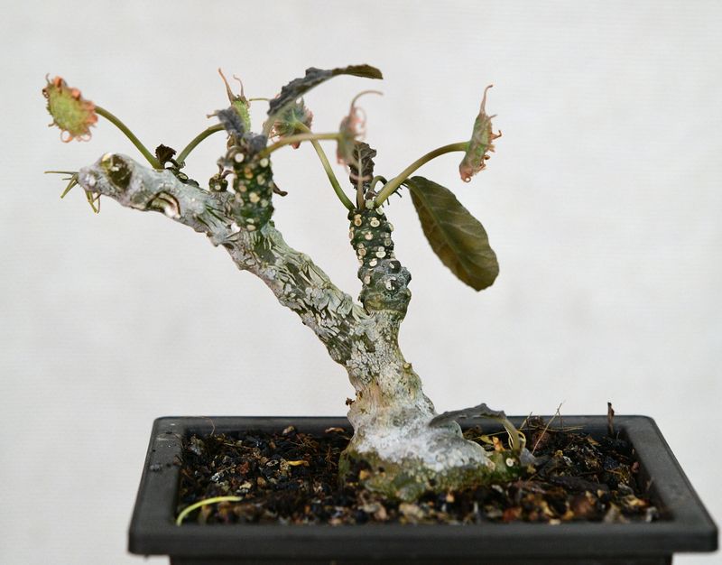 Dorstenia foetida