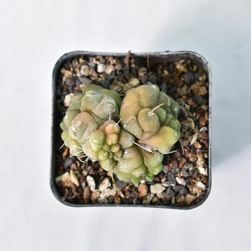 Gymnocalycium  anisitsii  forma mostruosa  Syn Gymnocalycium Kikko