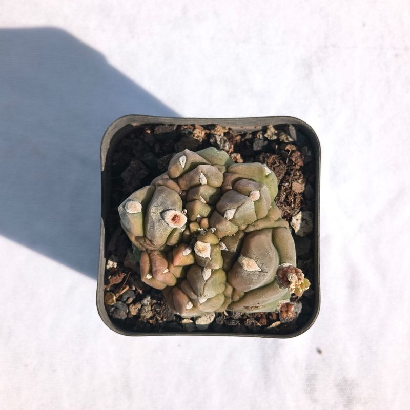 Gymnocalycium  anisitsii  forma mostruosa  Syn Gymnocalycium Kikko