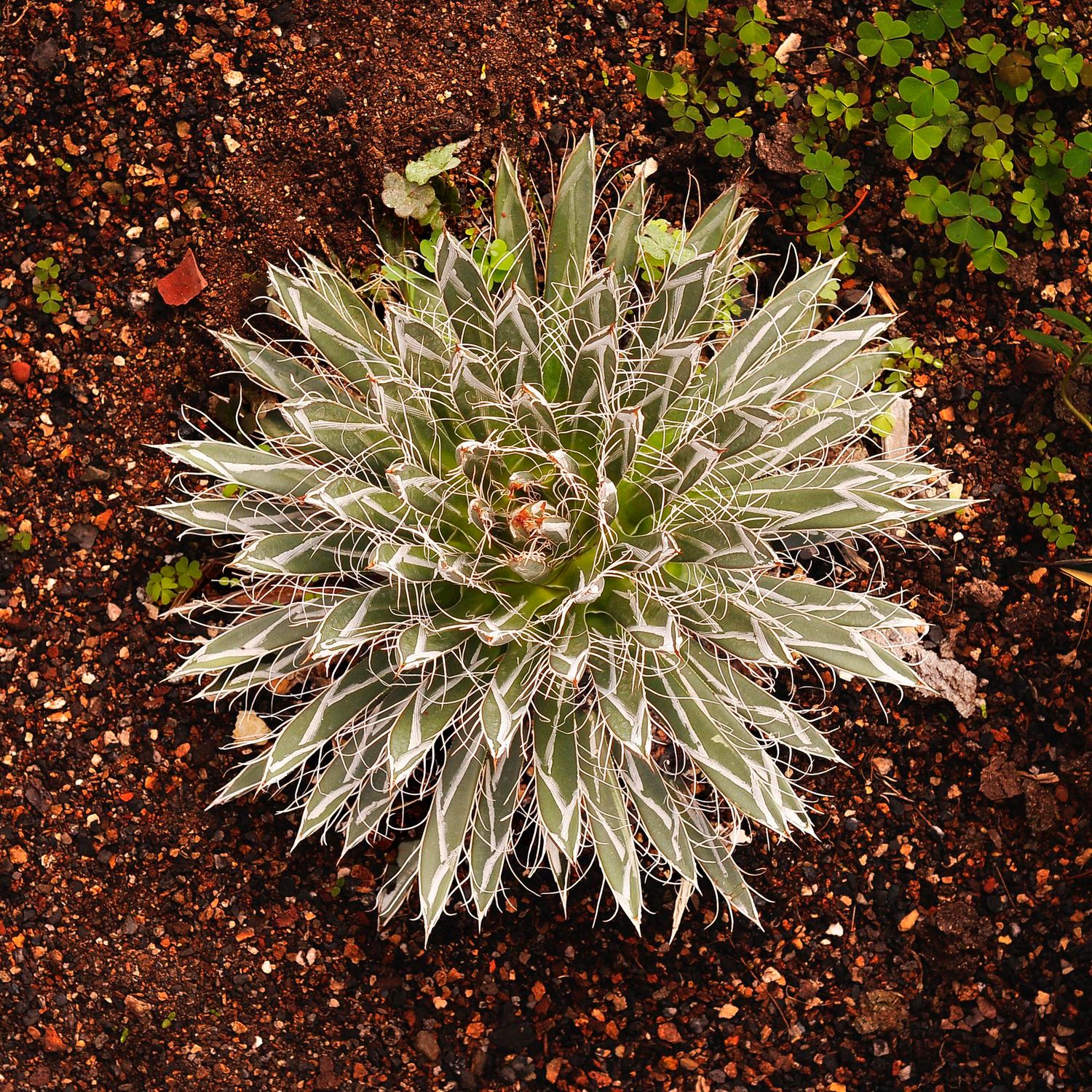 Agave Toumeyana var Bella top-down view, outdoor