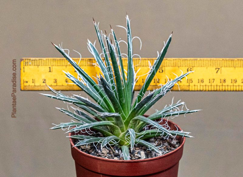 Agave Toumeyana var Bella with ruler for size reference