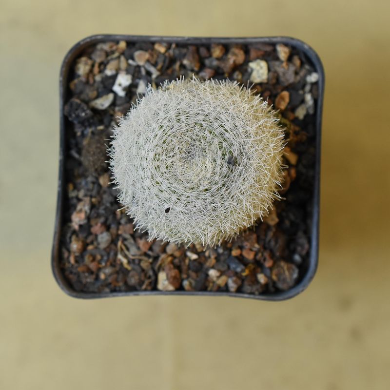 Notocactus haselbergii