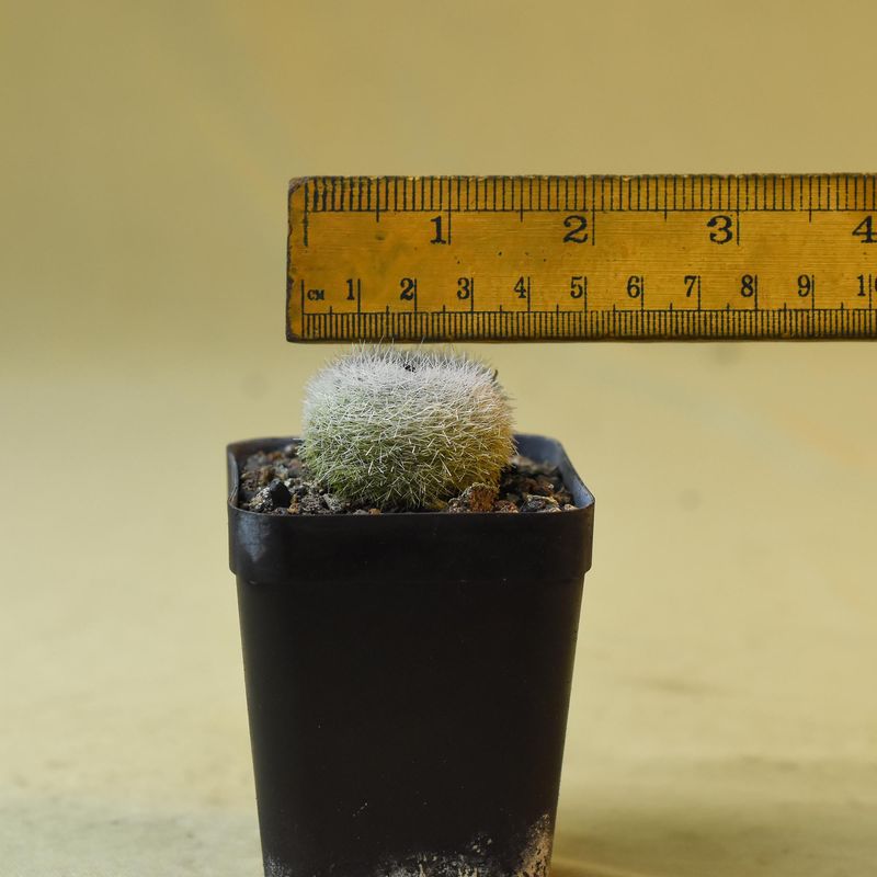 Notocactus haselbergii small specimen with ruler for size reference